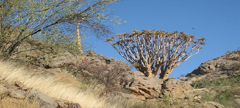 Bild vom Namib-Naukluft-Park