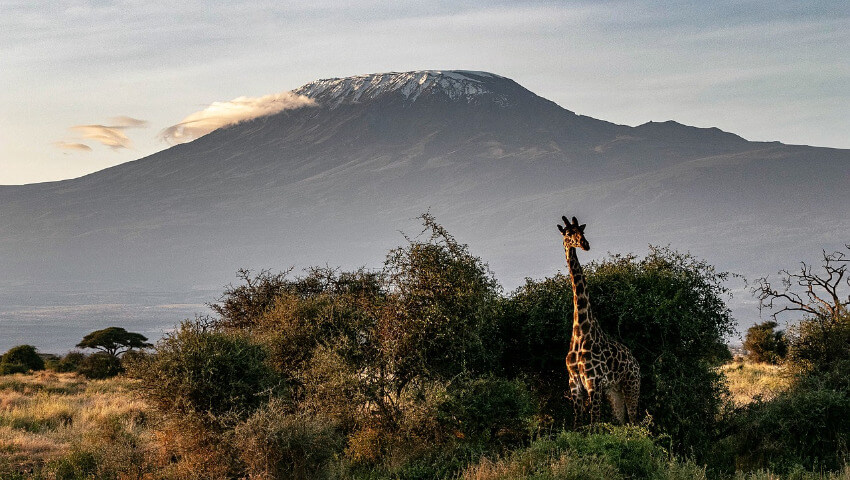 Eine Giraffe in der Wildnis und der mit leicht Schnee bedeckte Kilimandscharo im Hintergrund.