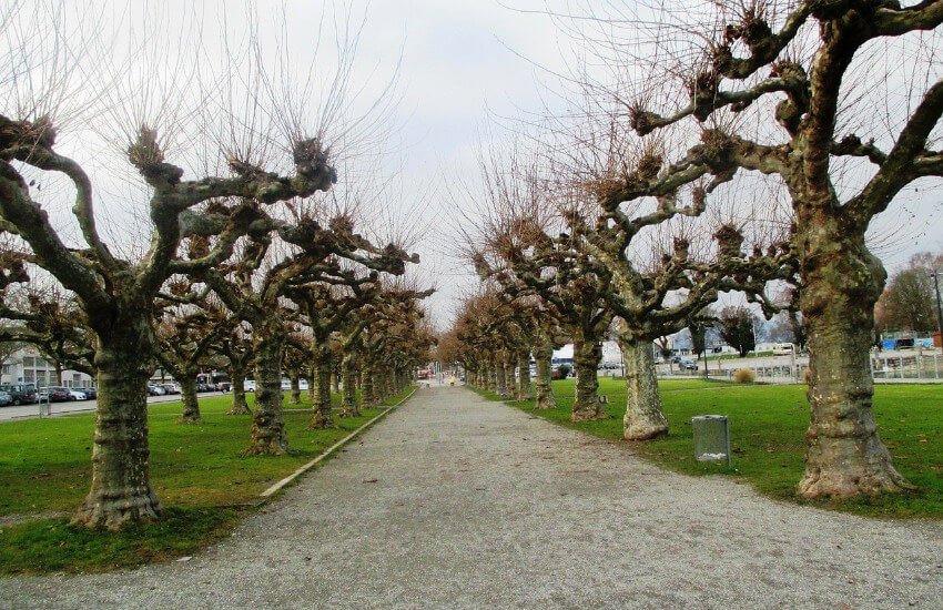 Ein Weg wo links und rechts eine Allee mit Platane Bäume steht