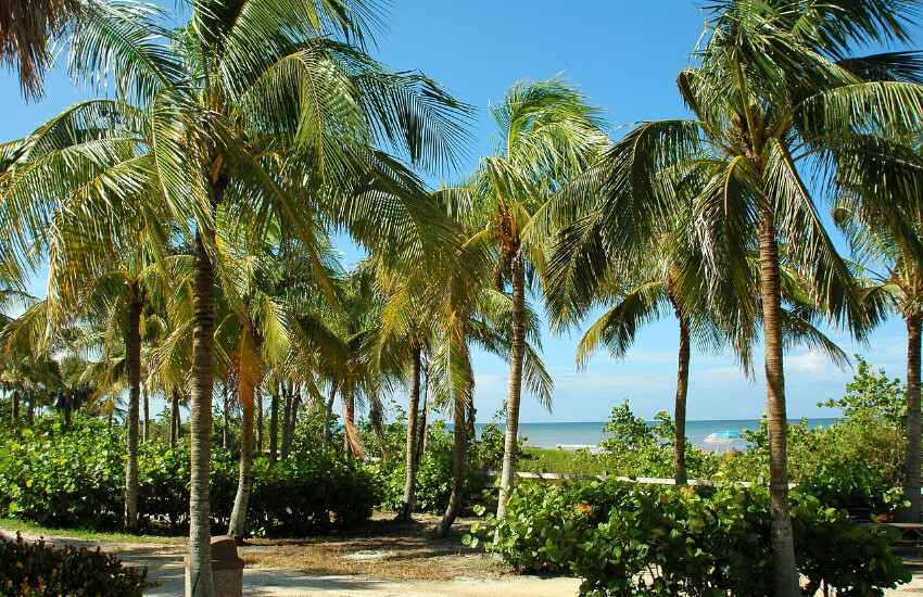 Palmenwald unter blauem Himmel