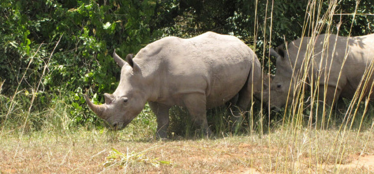 Das sind die Top-Sehenswürdigkeiten in Uganda