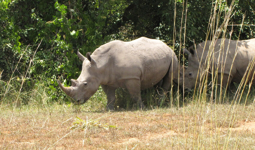 Zwei Nashörner unterwegs in der Steppe Ugandas.