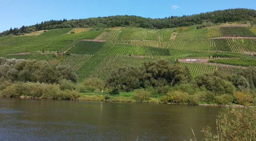 Entlang vom Fluss sind die Hügel voll mit Weinreben.