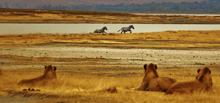 Drei Löwen beobachten 2 Zebras an einer Wasserstelle.