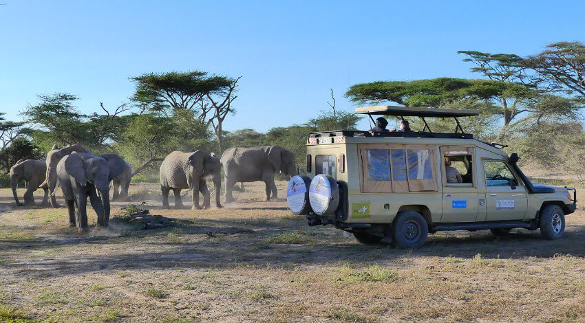 Ein Safari-Jeep mit Touristen ganz nahe an einer Elefantenherde.