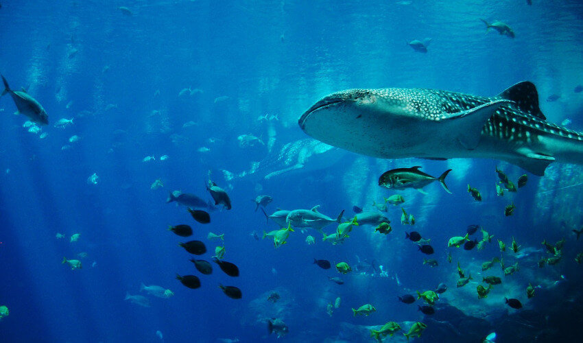 Ein großer Walhai und im Hintergrund zahlreiche Fische.