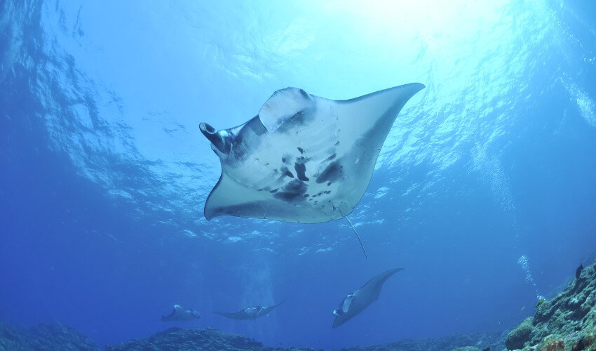 Ein Manta im Meer von unten fotografiert und im Hintergrund drei weitere Mantas.