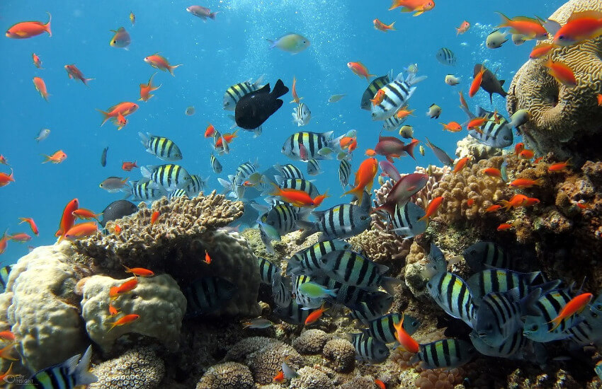 Ein Fischschwarm aus bunten Fischen über einem Korallenriff.