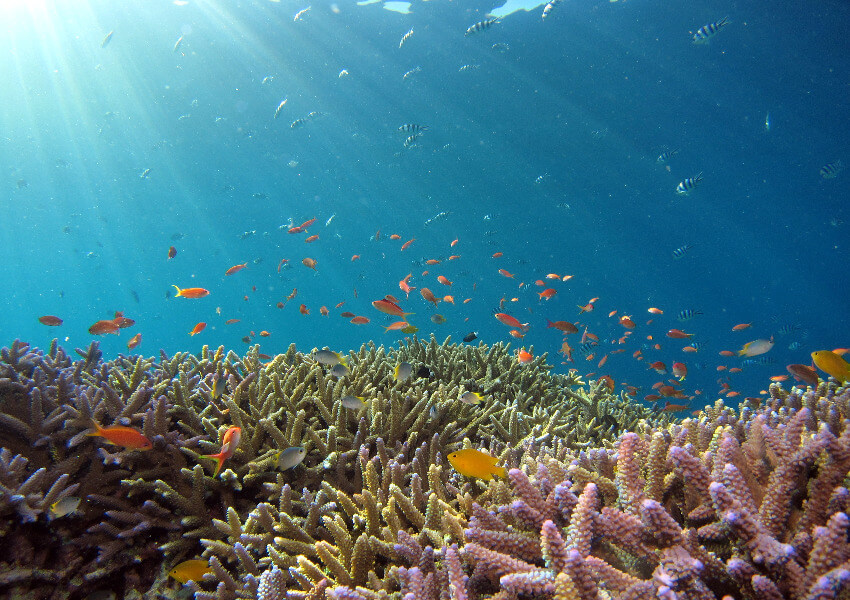 Korallenriff mit vielen kleinen Fischen.