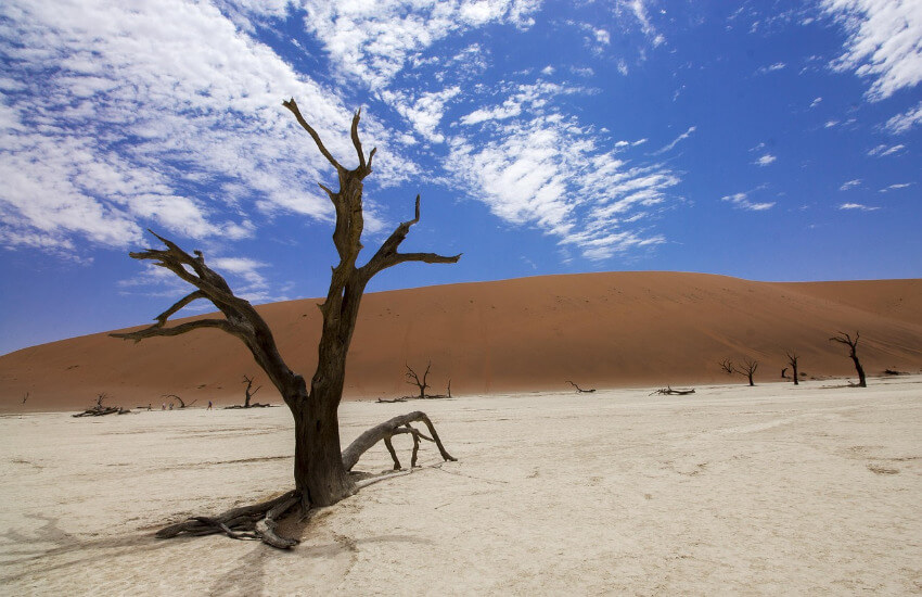 Ein abgestorbener Kameldornbaum in der Wüste von Namibia und im Hintergrund noch weitere abgestorbene Bäume und Reste davon.